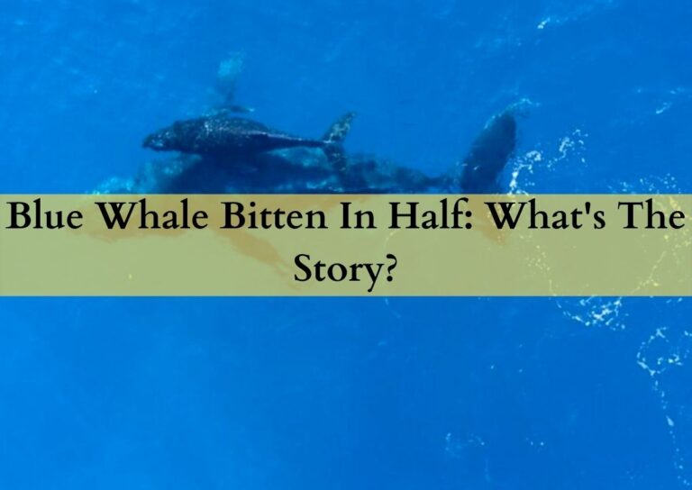 Blue Whale Bitten In Half
