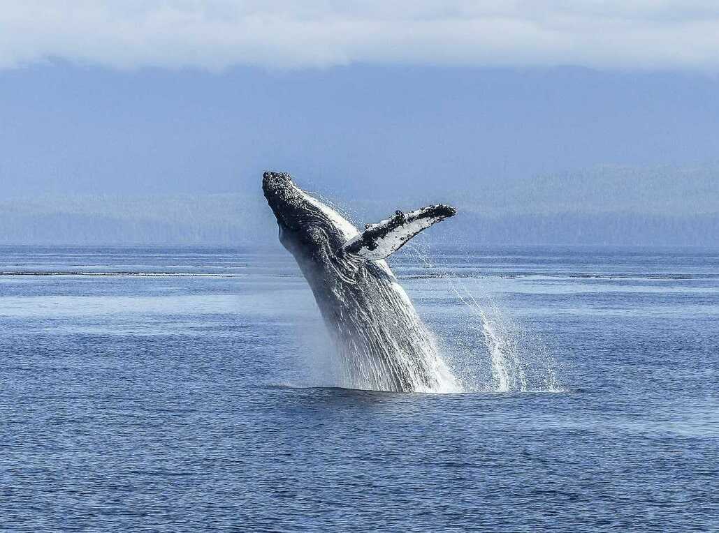  blue whale bitten in half south africa