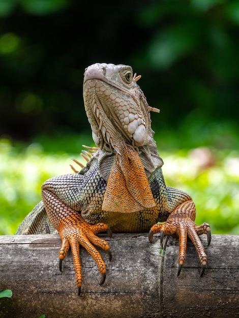 What to Know about Iguanas?