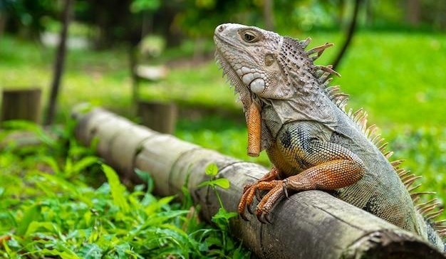 Humane Iguana Preventions